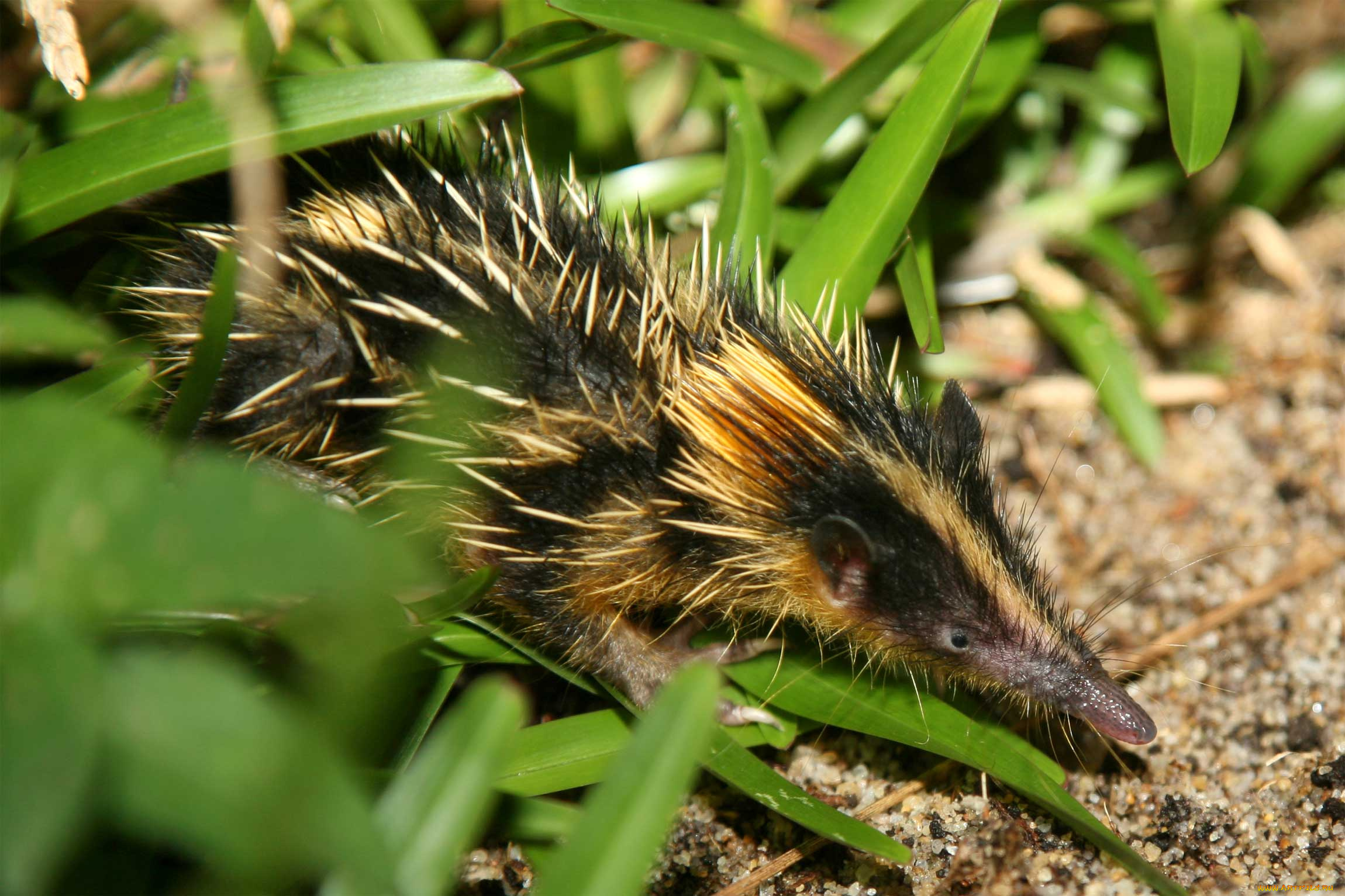 tenrec, madagascar, животные, тенреки, tenrec, madagascar, тенрек, афросорициды, хордовые, млекопитающие, колючки