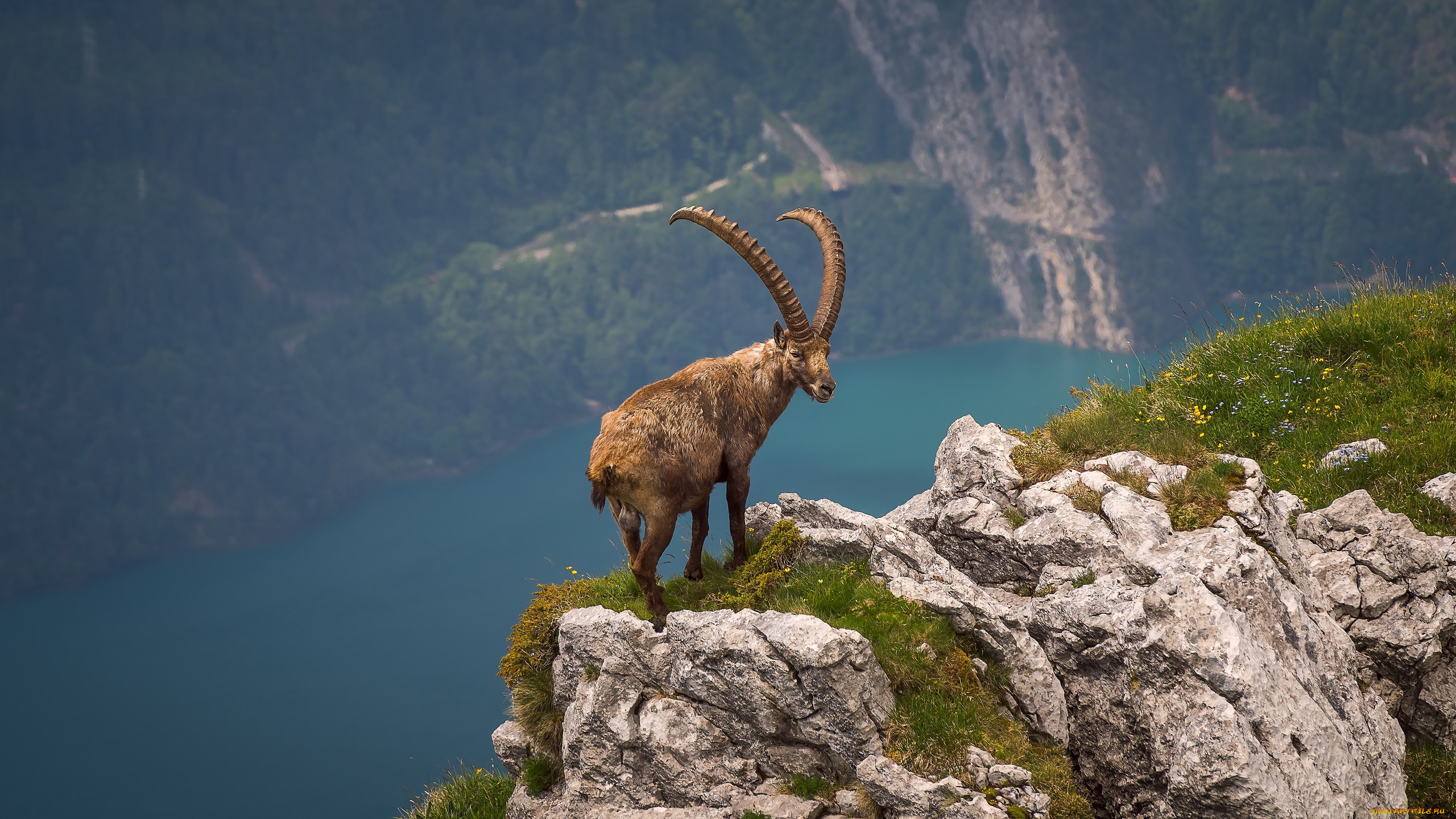 животные, козы, горный, козел, природа, животное