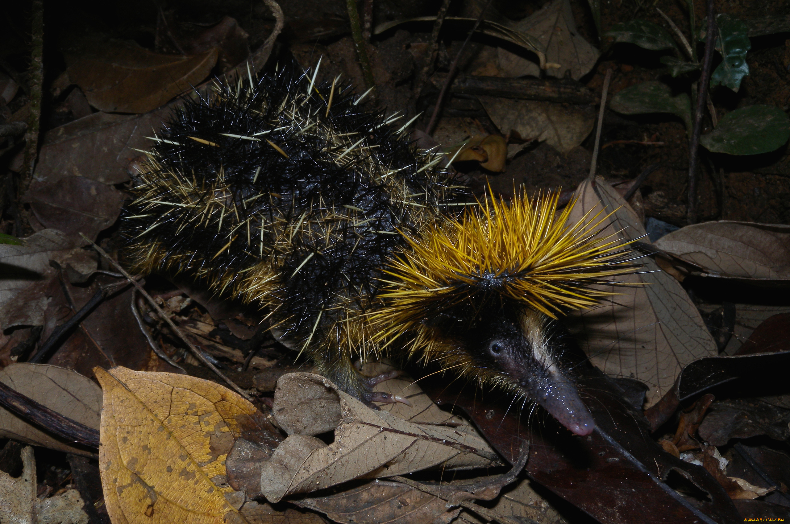 tenrec, madagascar, животные, тенреки, tenrec, madagascar, тенрек, афросорициды, хордовые, млекопитающие, колючки