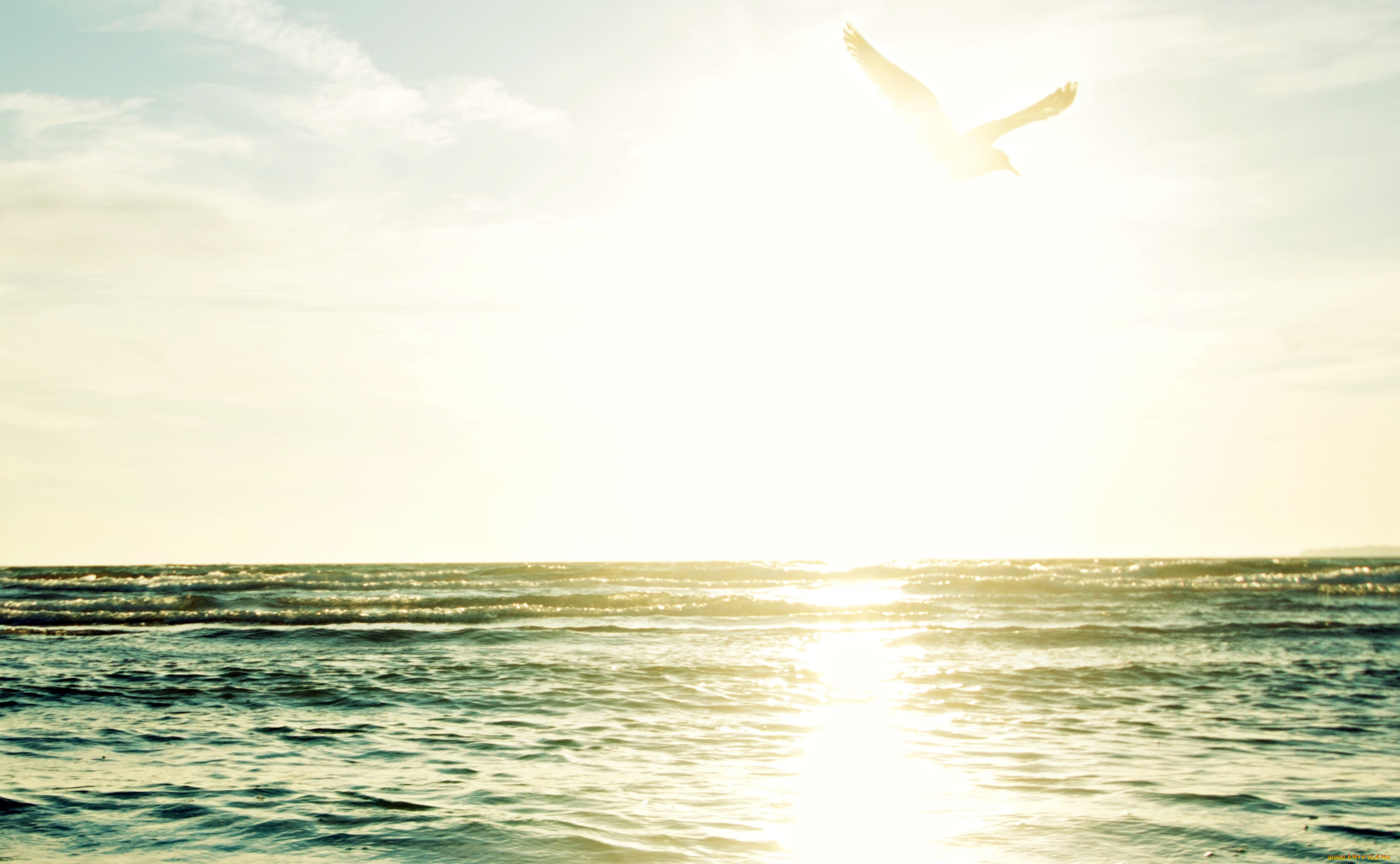 природа, восходы, закаты, чайка, море, птица