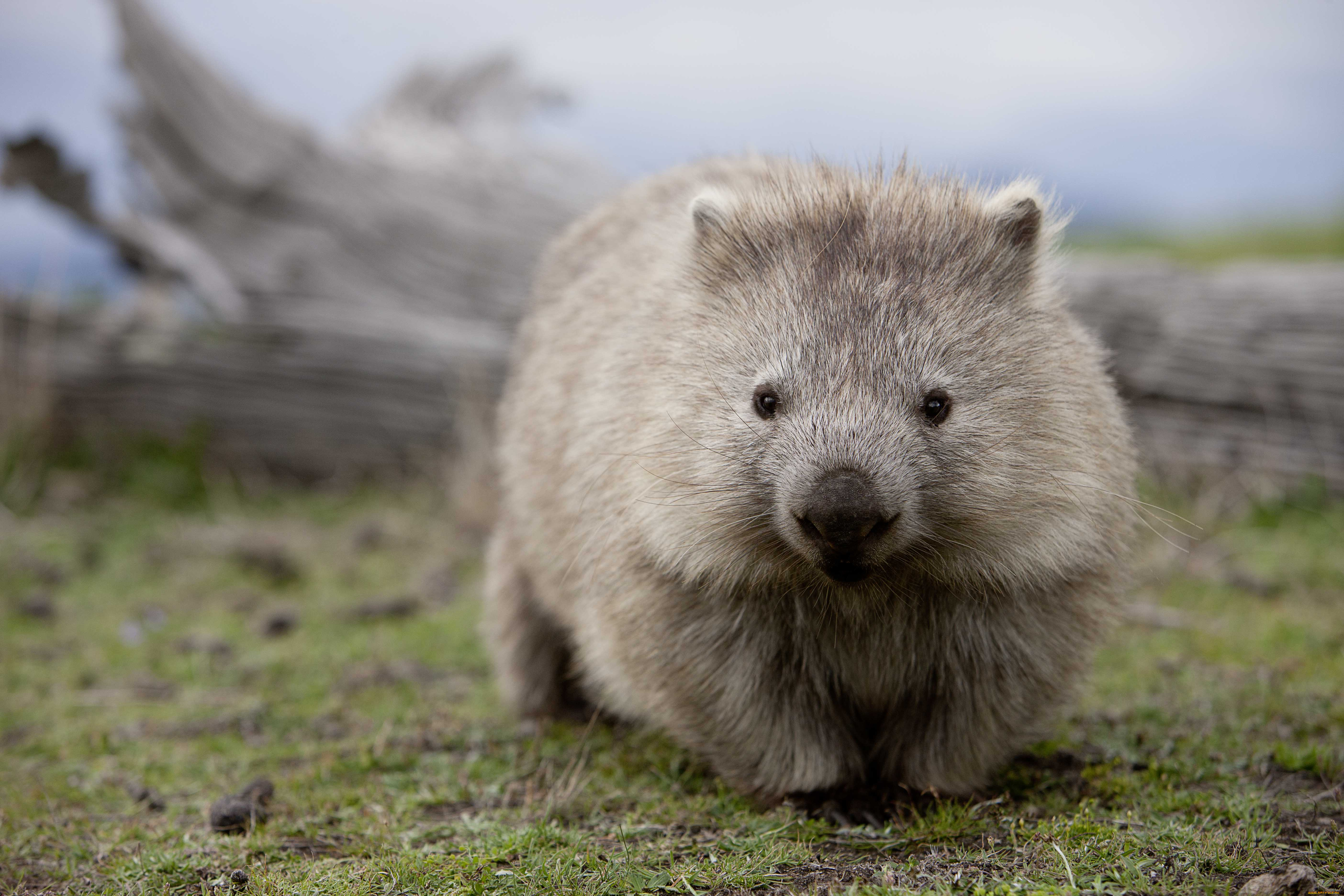 вомбат, животные, вомбаты, австралия, хордовые, млекопитающие, сумчатые, двурезцовые, вомбатовые