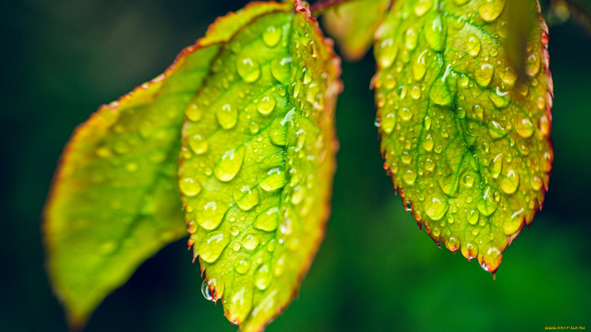 природа, листья, капли, росы