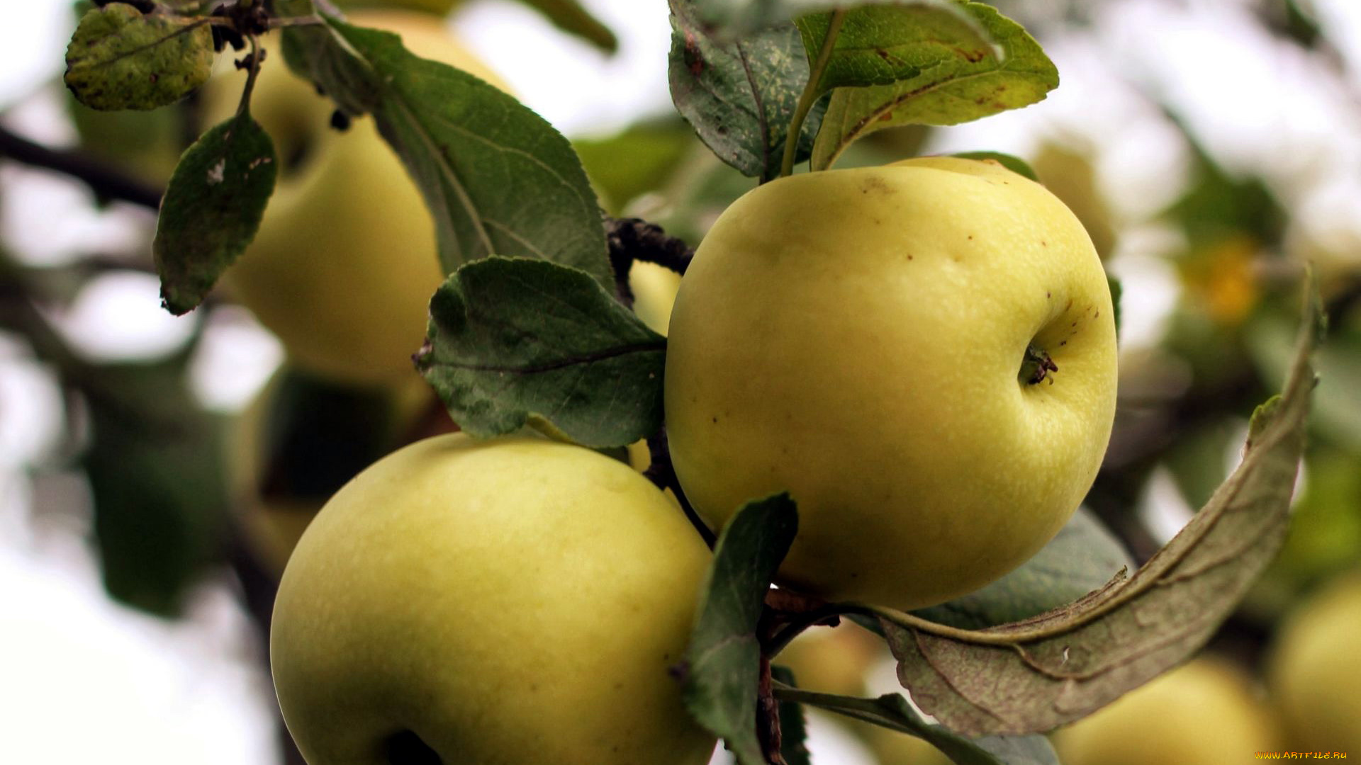 природа, плоды, яблоки