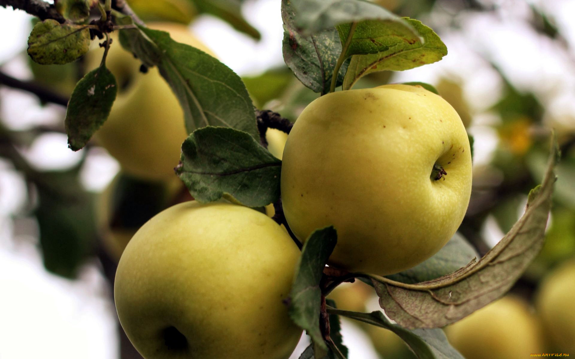 природа, плоды, яблоки