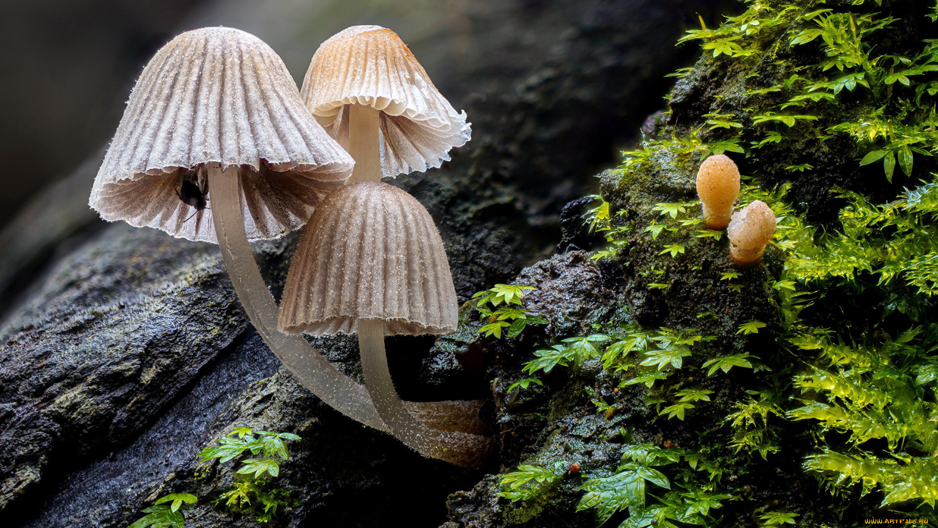 природа, грибы, грибная, семейка