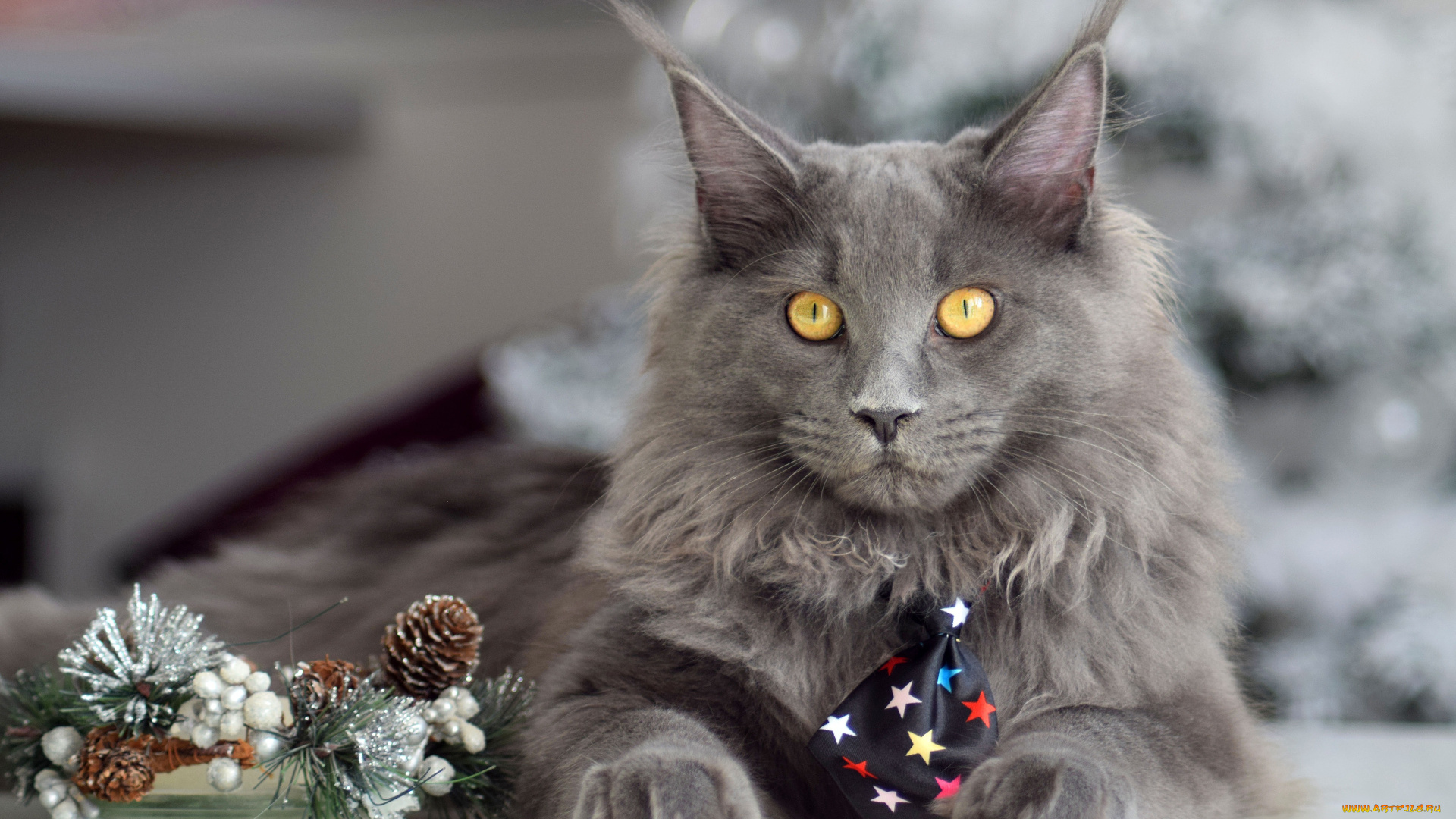 животные, коты, кот, кошка