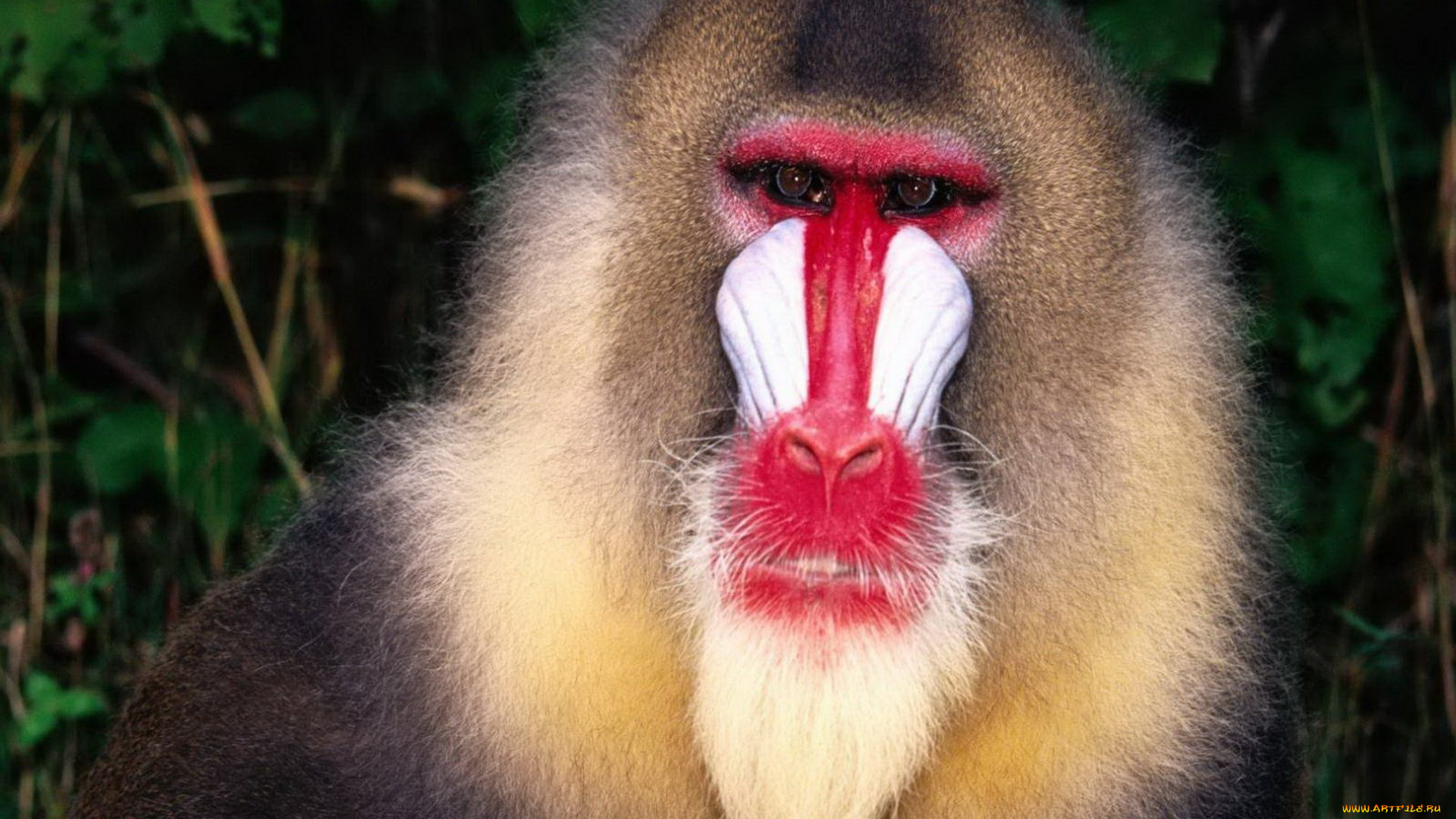 животные, обезьяны, обезьяна, бабуин