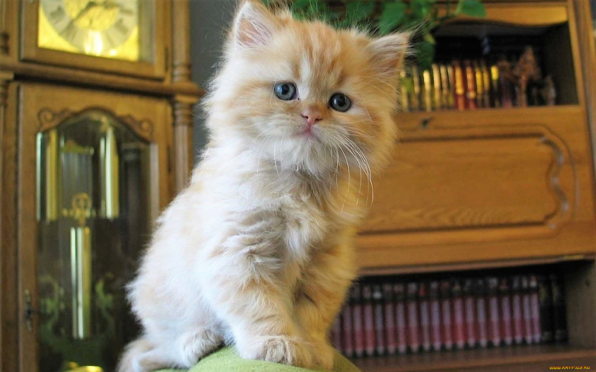 животные, коты, котенок, рыжий, шкаф