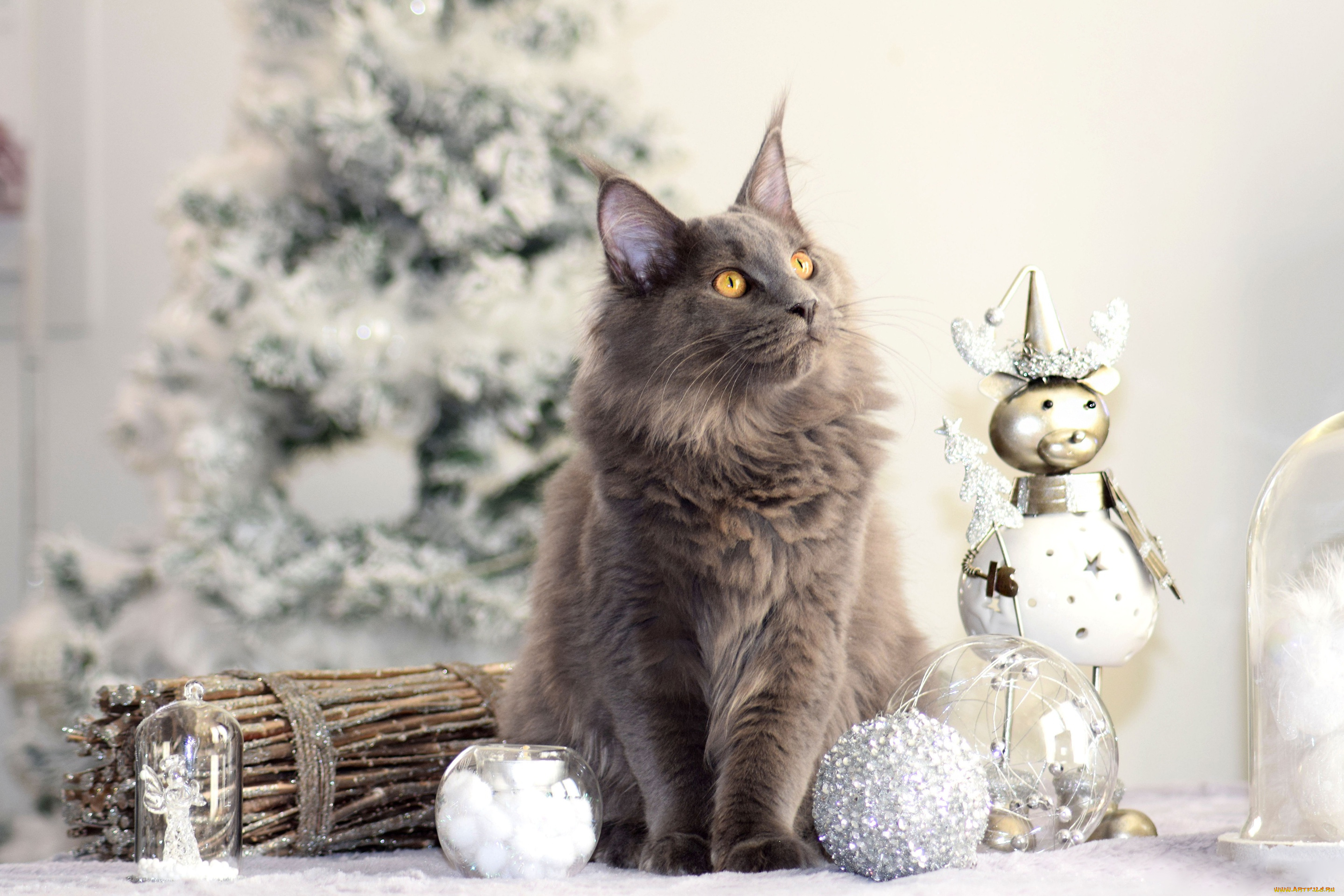 животные, коты, кот, кошка