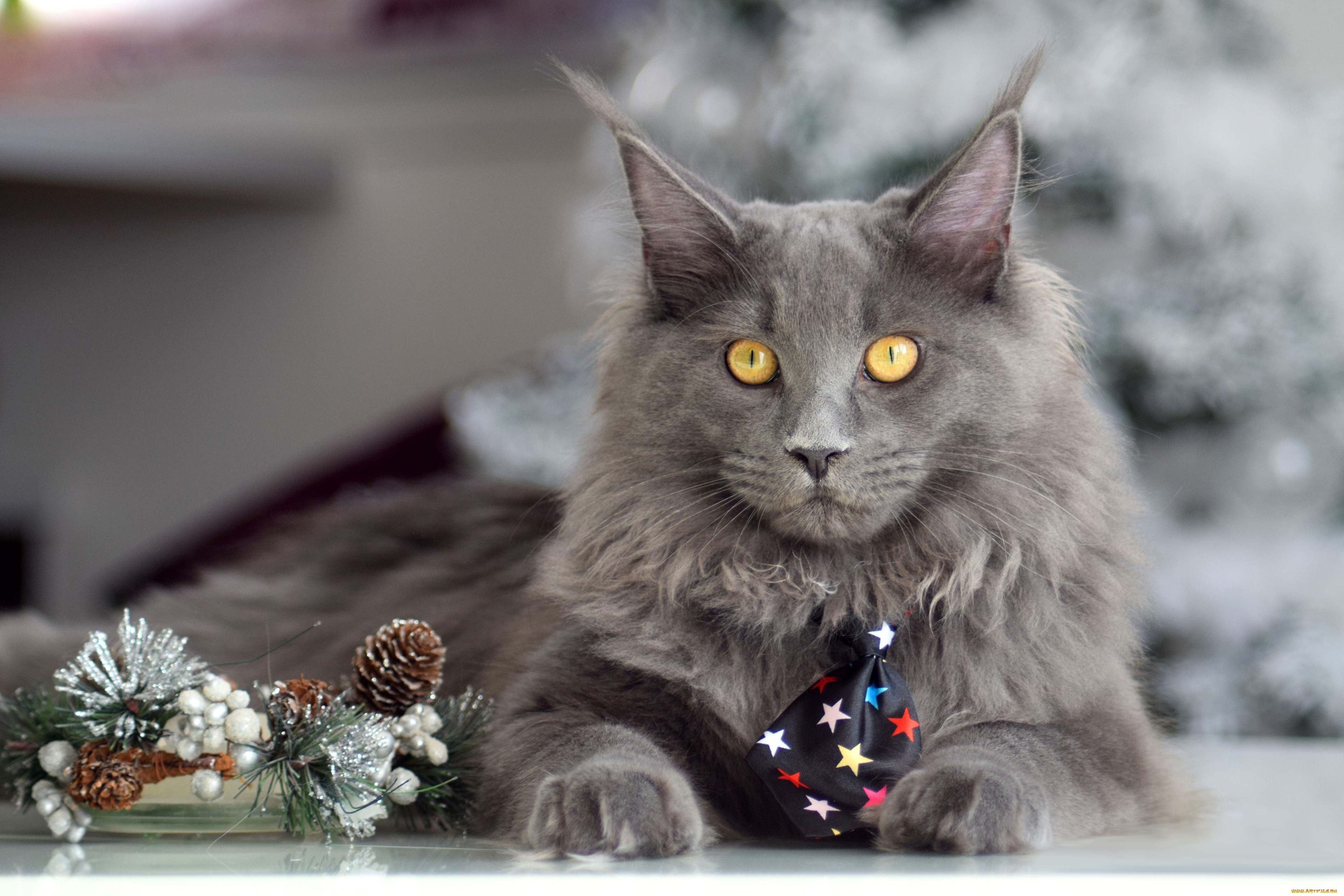 животные, коты, кот, кошка