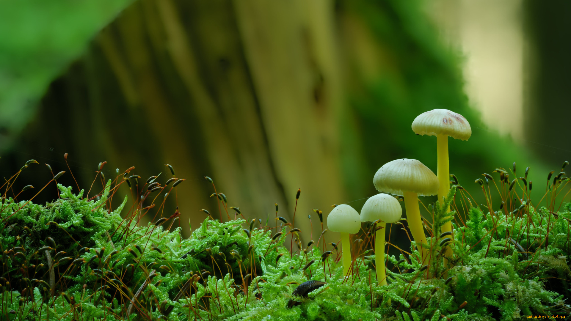 природа, грибы