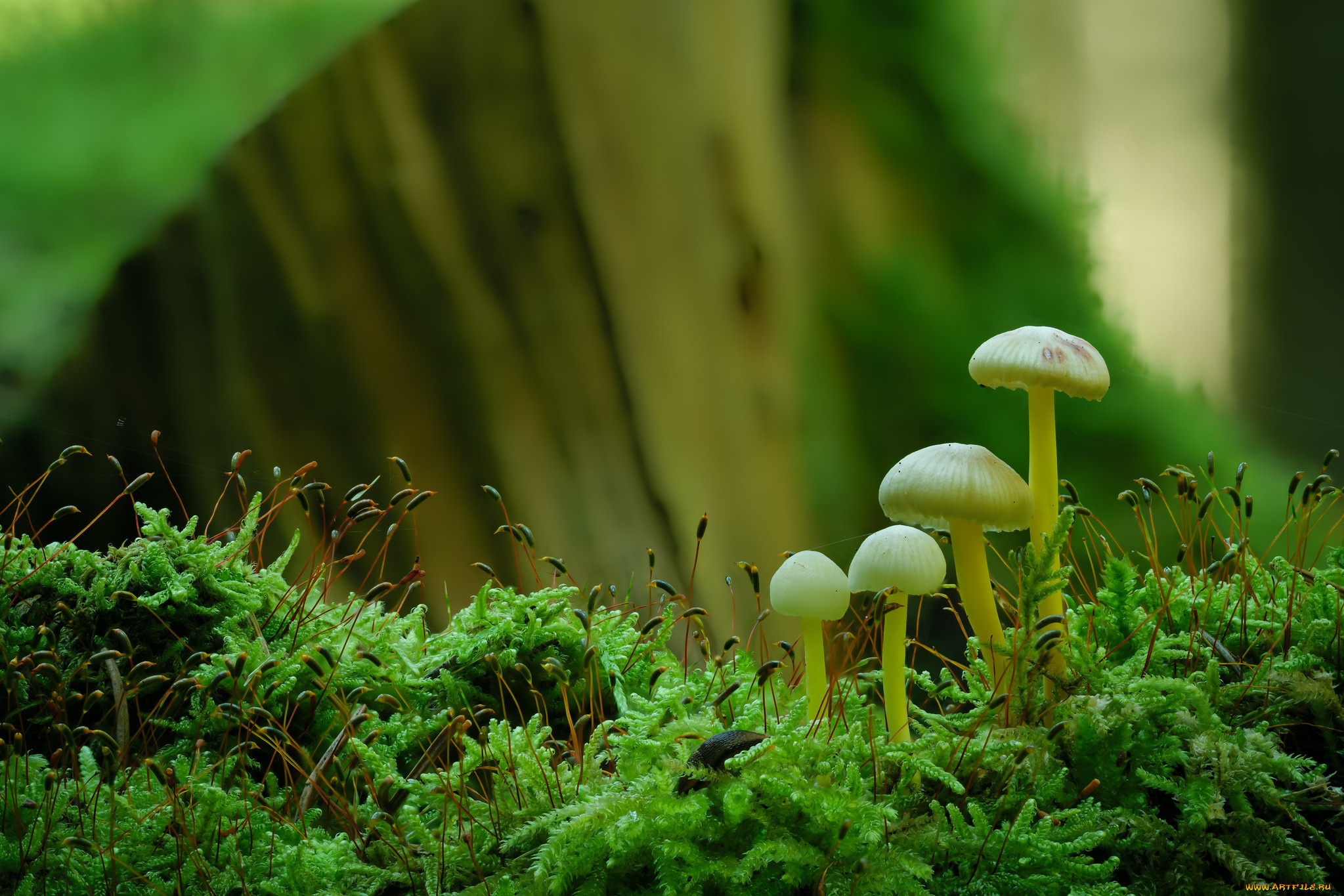 природа, грибы