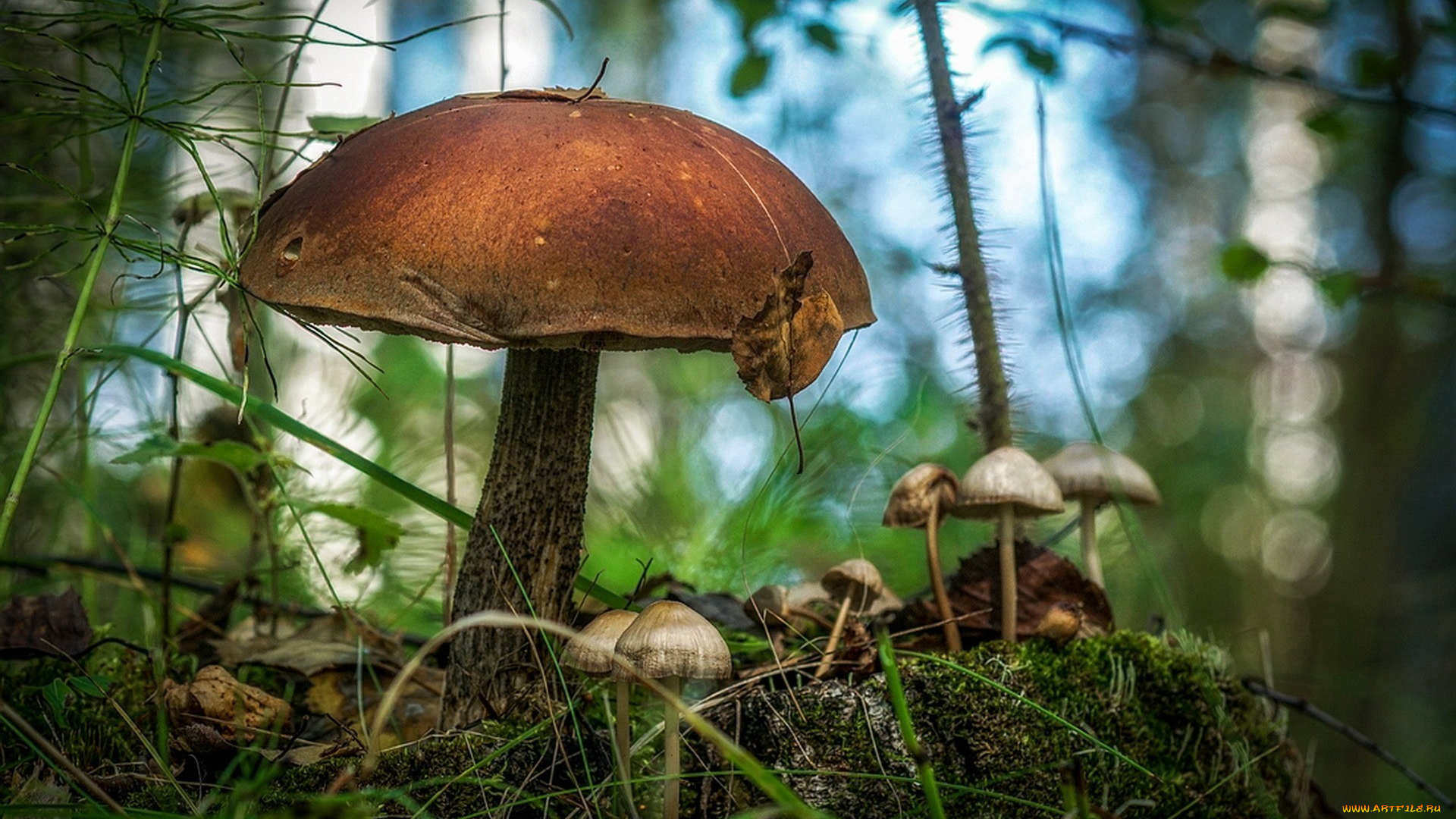 природа, грибы, грибная, семейка