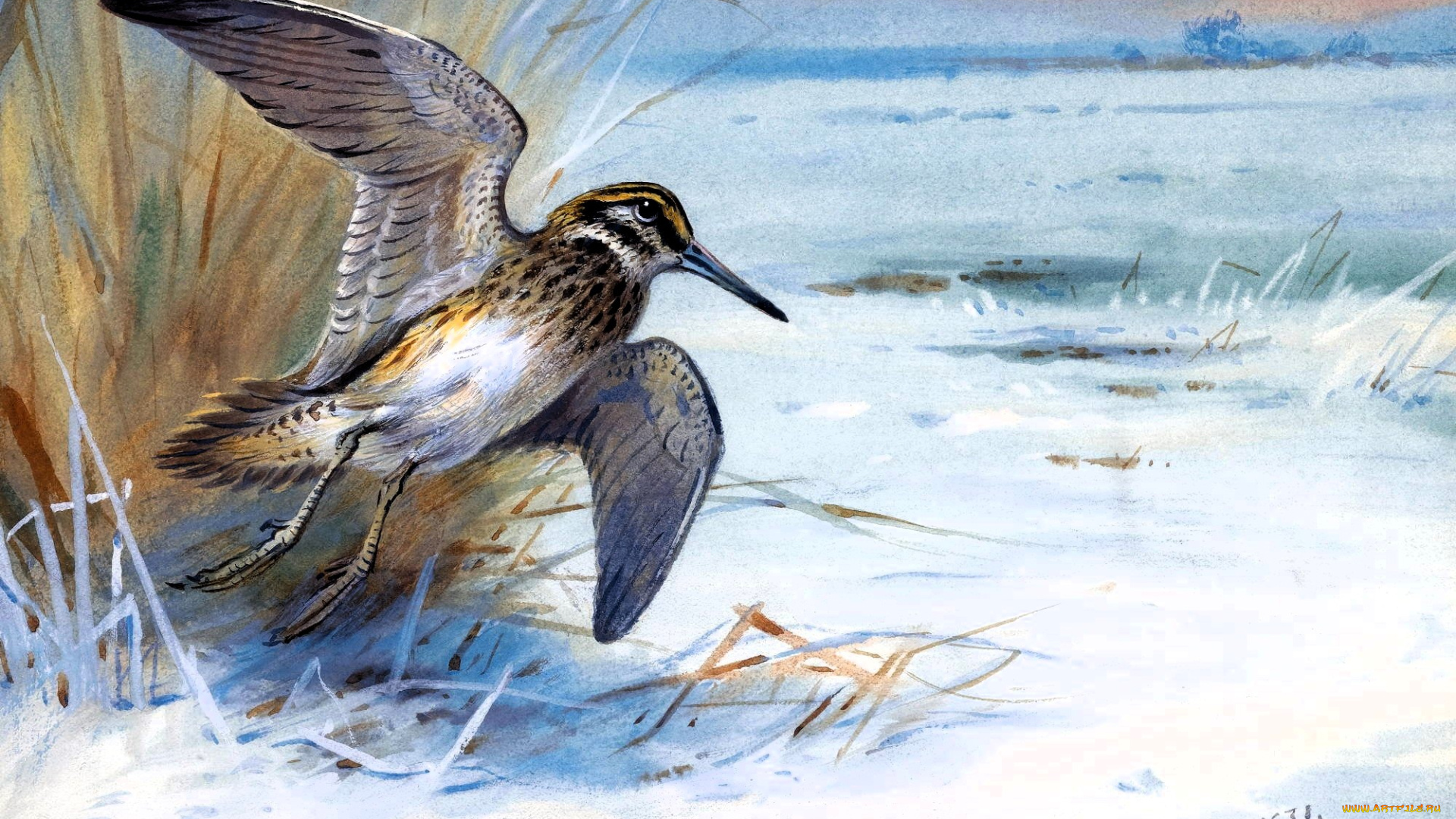 рисованное, archibald, thorburn, вальдшнеп, птица, трава, снег
