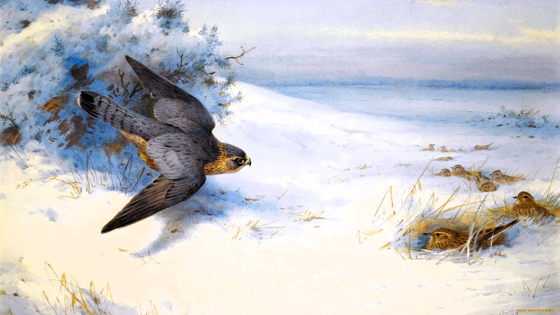 рисованное, archibald, thorburn, зима, снег, поле, кусты, птицы, ястреб