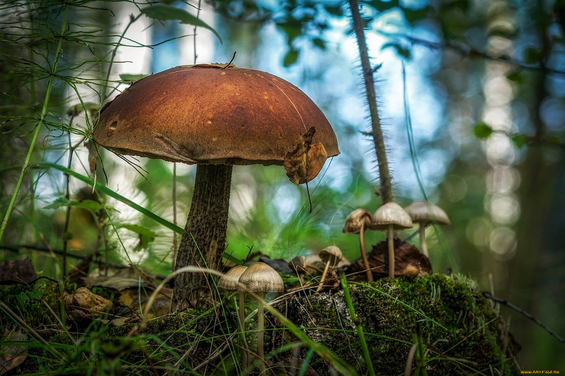 природа, грибы, грибная, семейка
