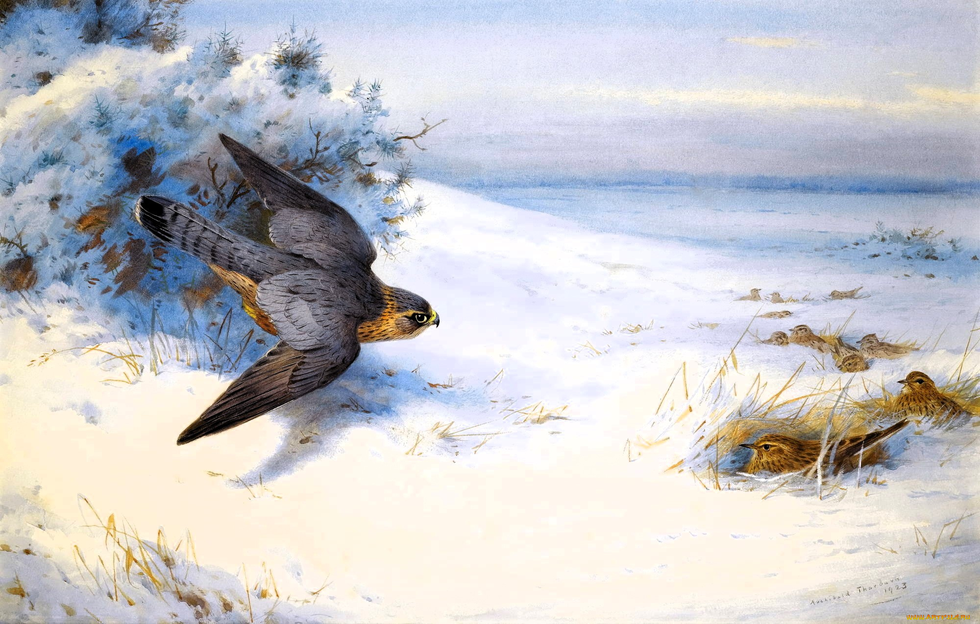 рисованное, archibald, thorburn, зима, снег, поле, кусты, птицы, ястреб