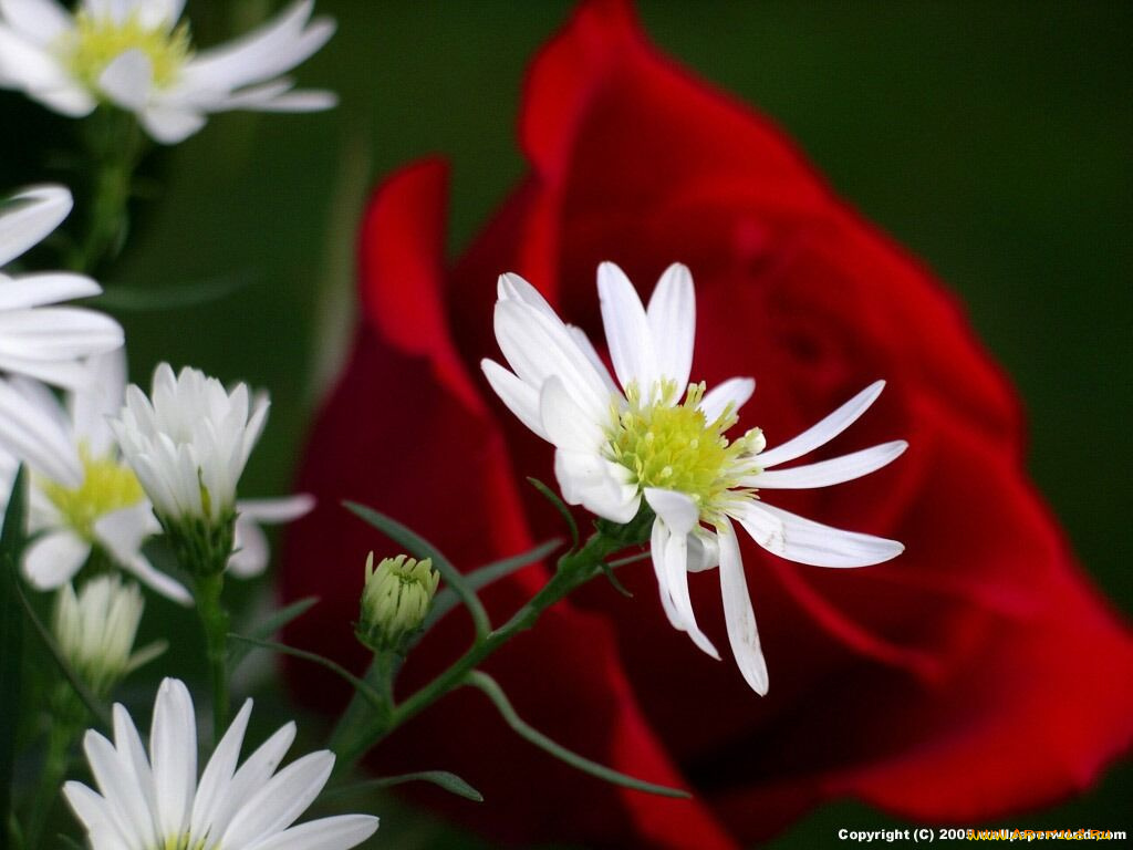 цветы, разные, вместе