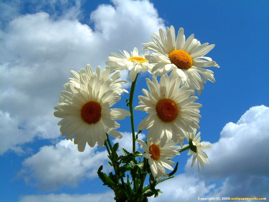 цветы, ромашки