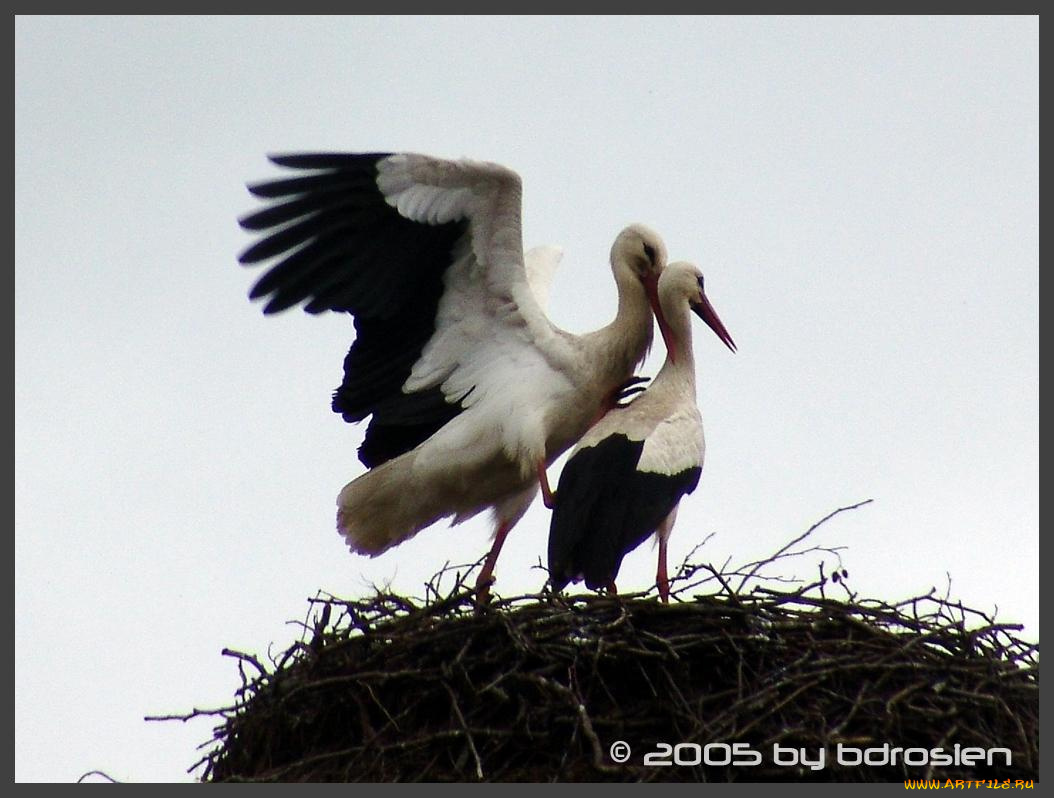 животные, аисты