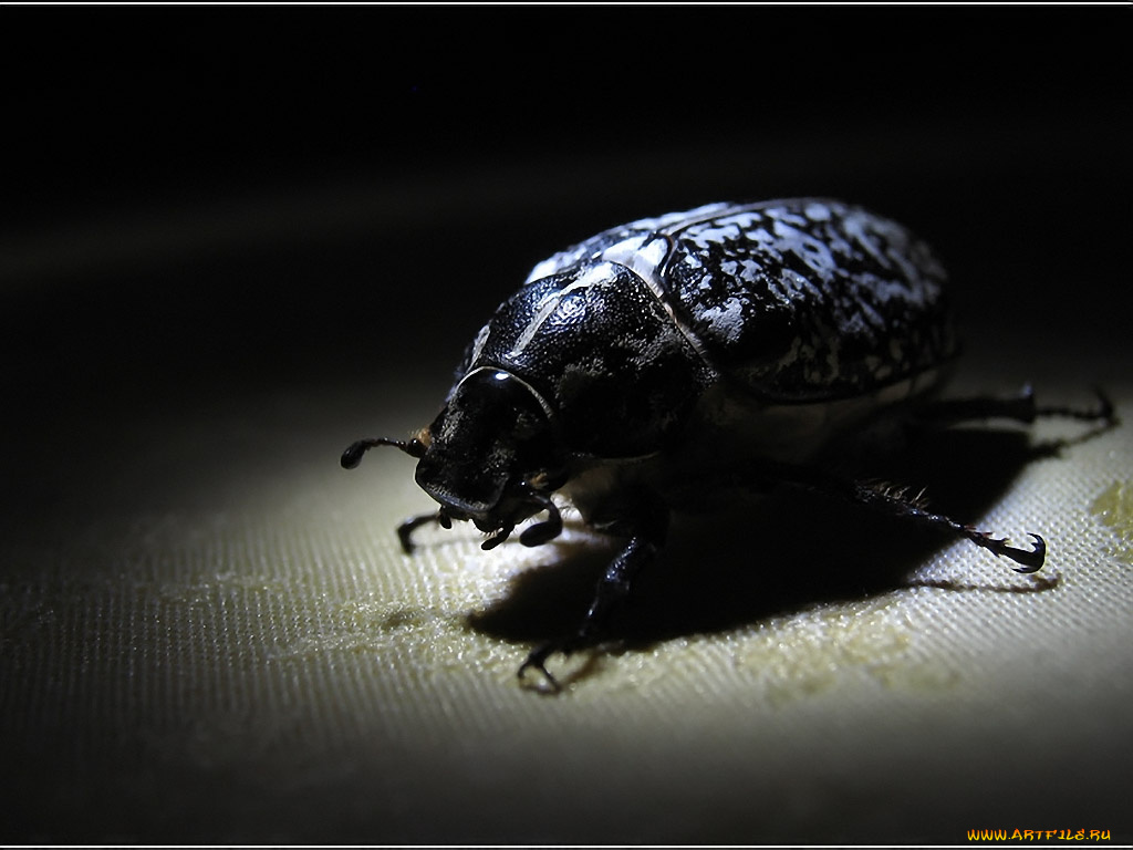 elf, cam, жук, животные, насекомые