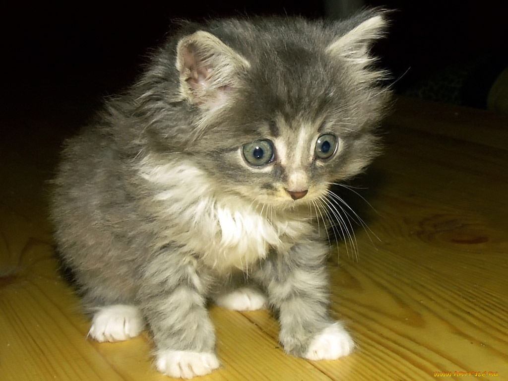 кондратьев, максим, кто, сказал, мяу, животные, коты