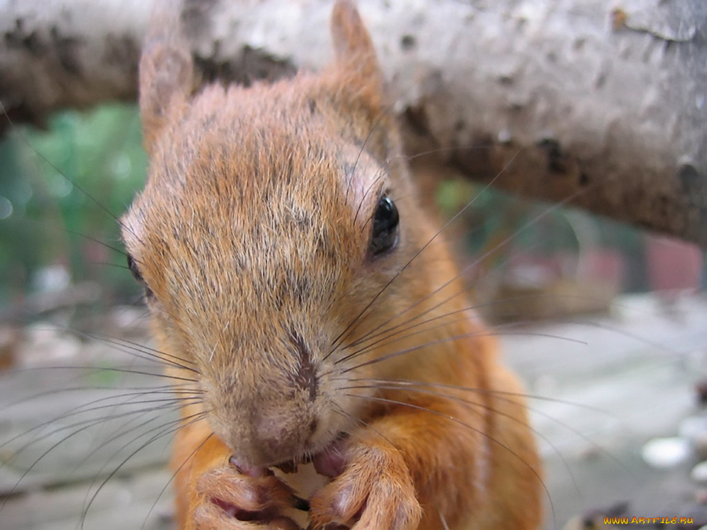 кузнецов, алекс, крупным, планом, животные, белки