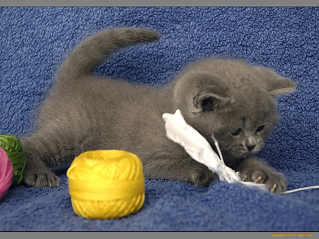 лариса, колобок, животные, коты