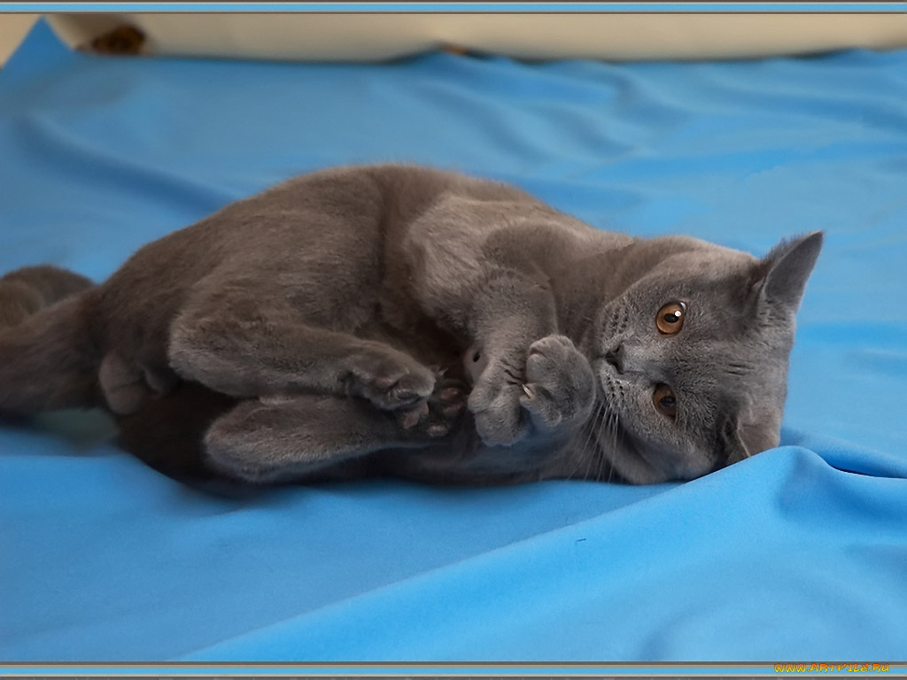 лариса, позовите, айболита, меня, живот, болит, животные, коты