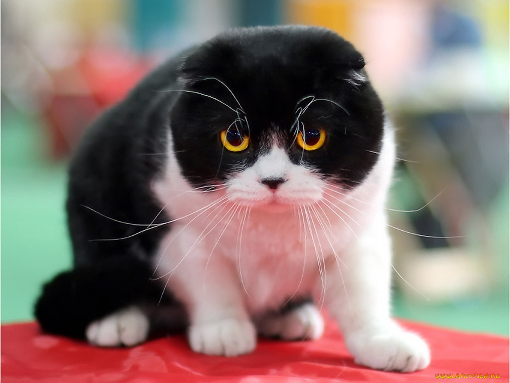 марина, лысцева, ты, на, кого, резкость, наводишь, животные, коты