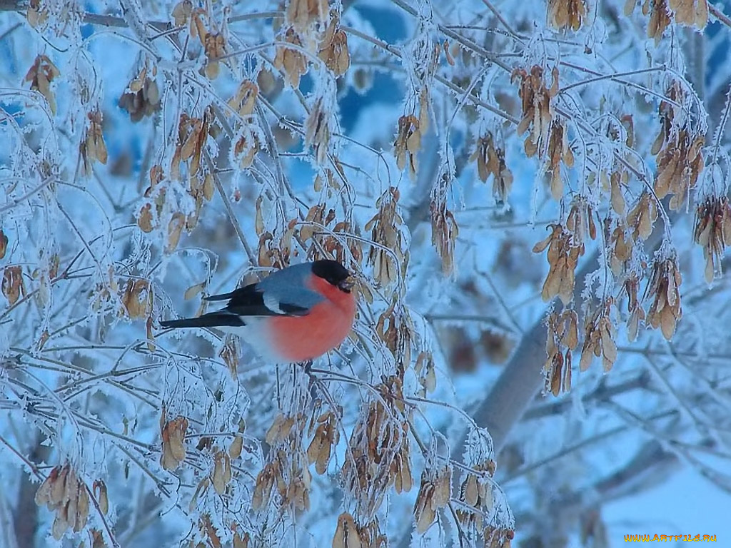 сергей, щербаков, снегирь, синем, животные, снегири