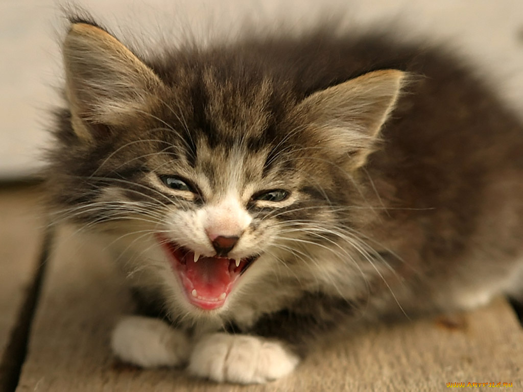 sergey, ababkov, не, подходи, животные, коты