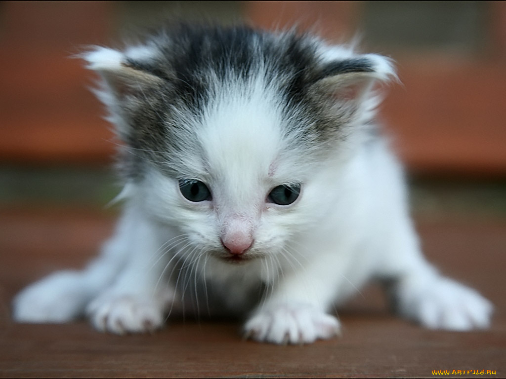 sergey, ababkov, первые, шаги, животные, коты