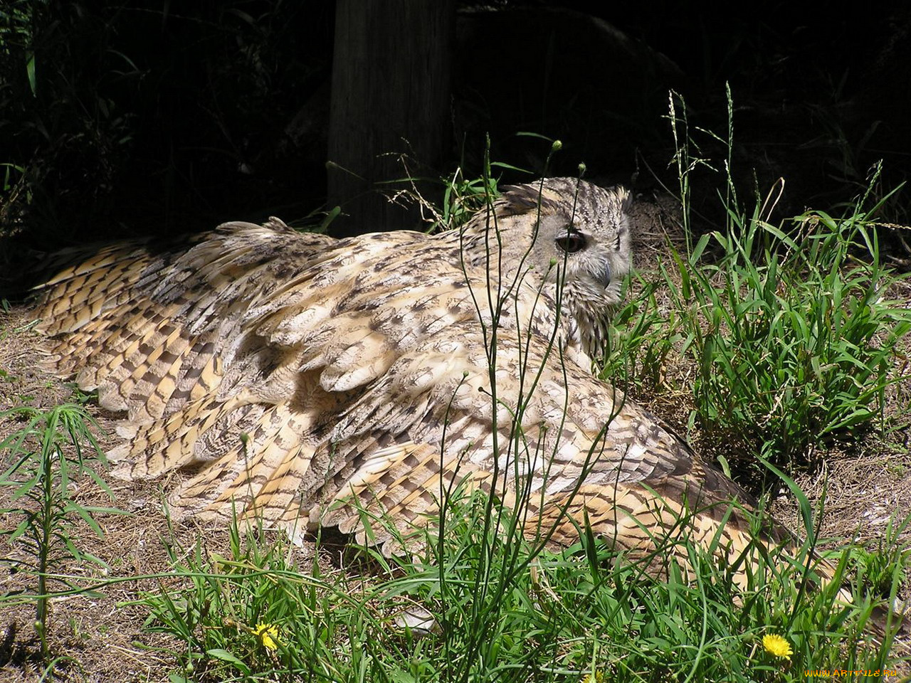 животные, совы