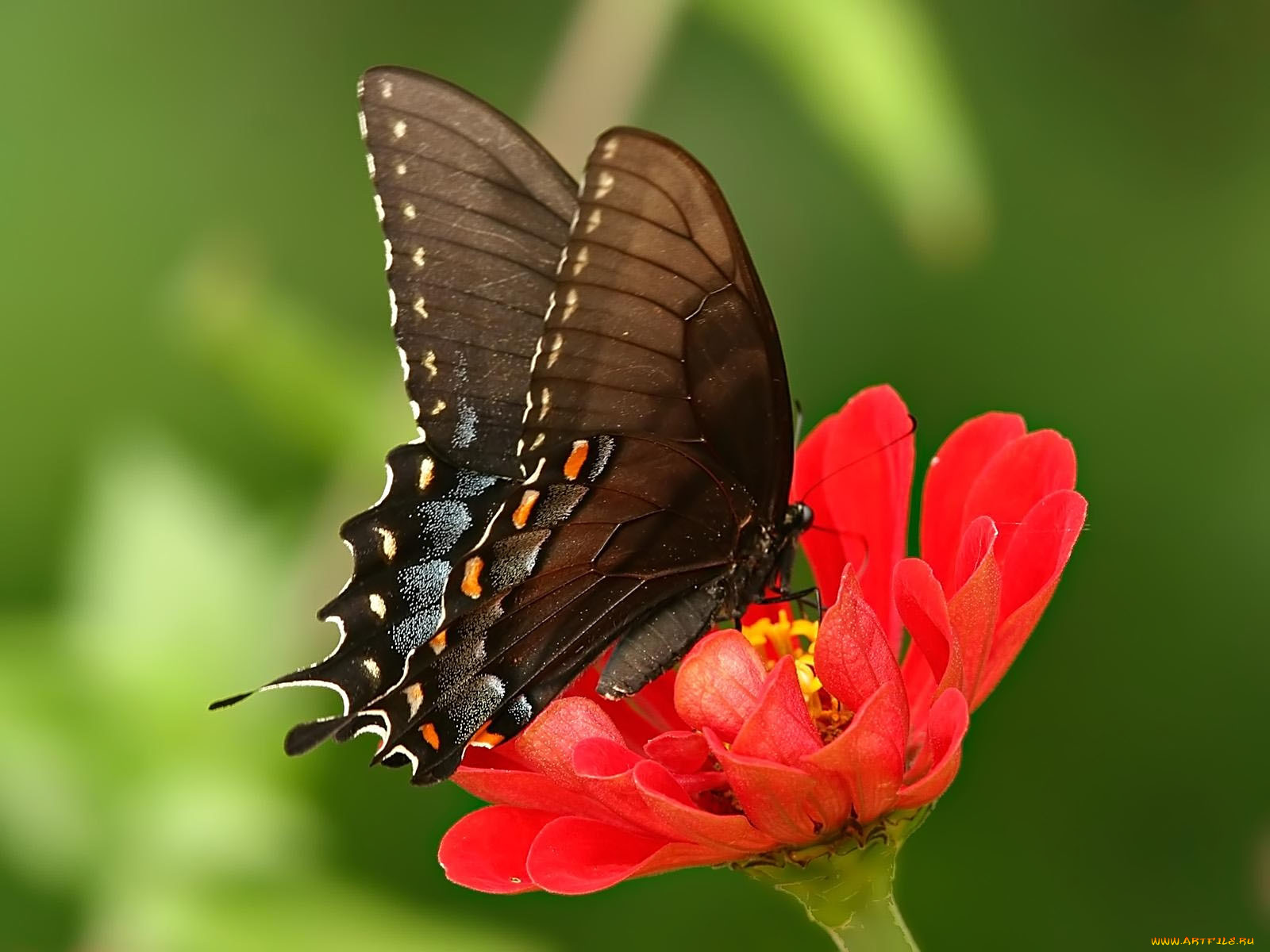 pipevine, swallowtail, животные, бабочки
