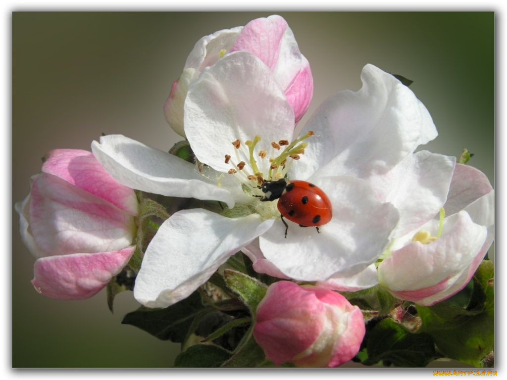 цветы, цветущие, деревья, кустарники