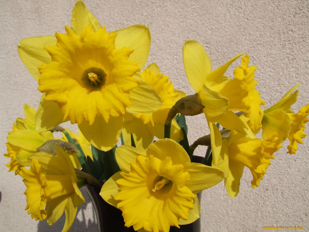цветы, нарциссы