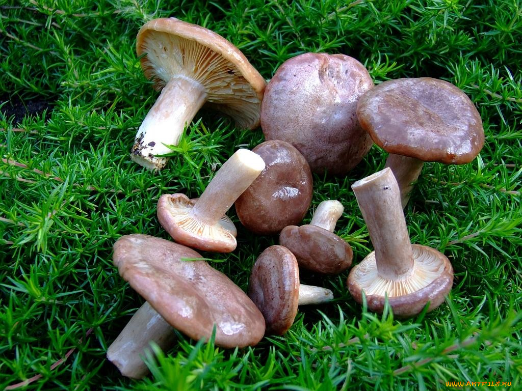 еда, грибы, грибные, блюда