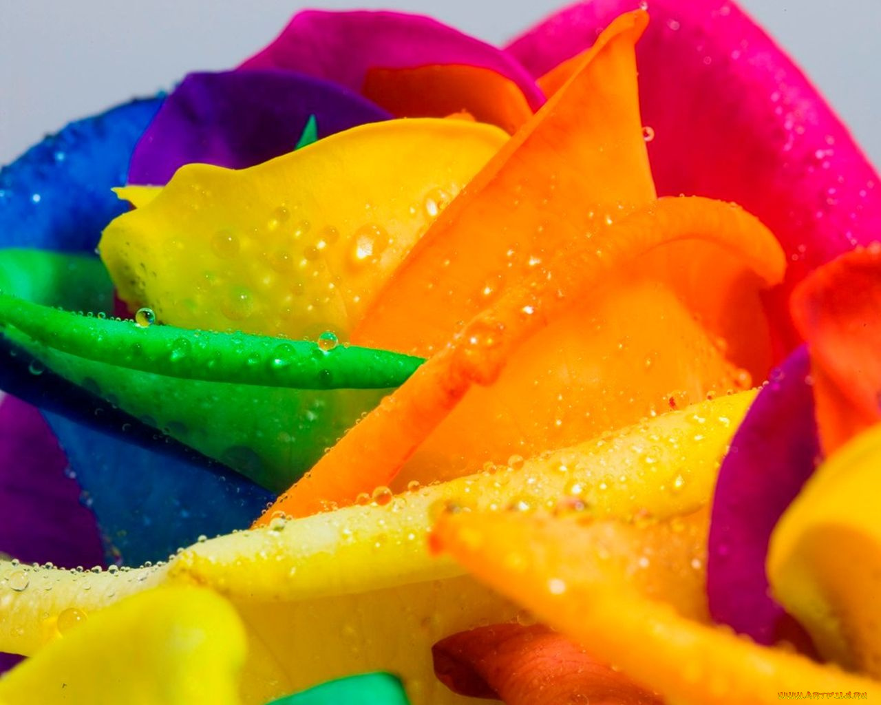 цветы, розы