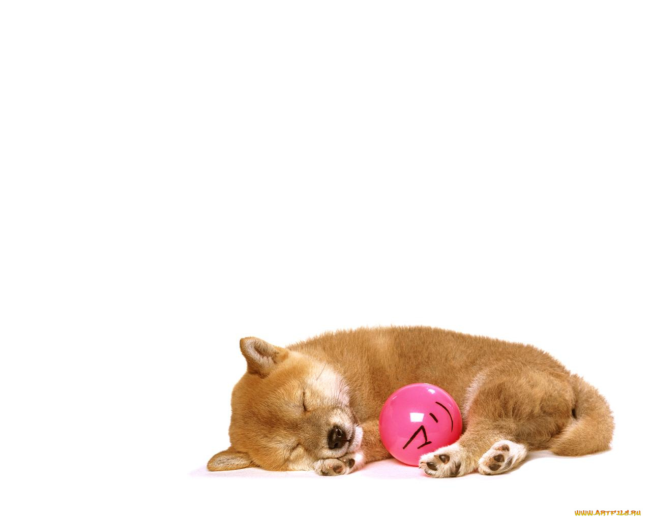 животные, собаки