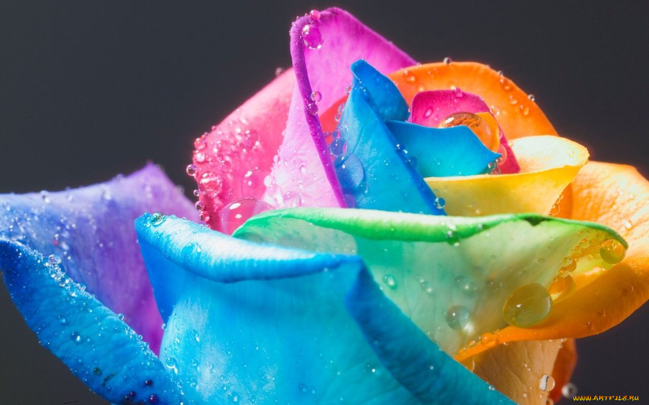 цветы, розы