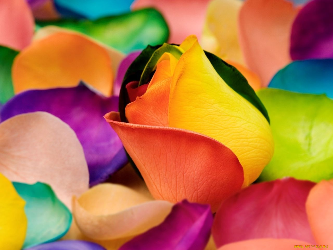 цветы, розы