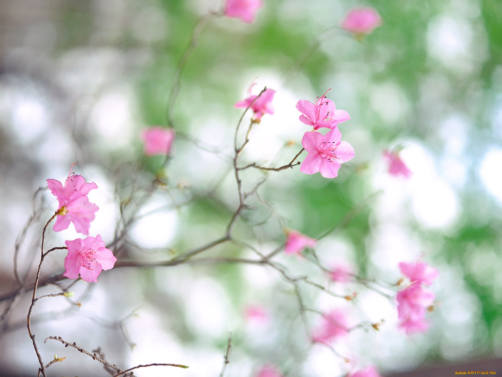 цветы, цветущие, деревья, кустарники