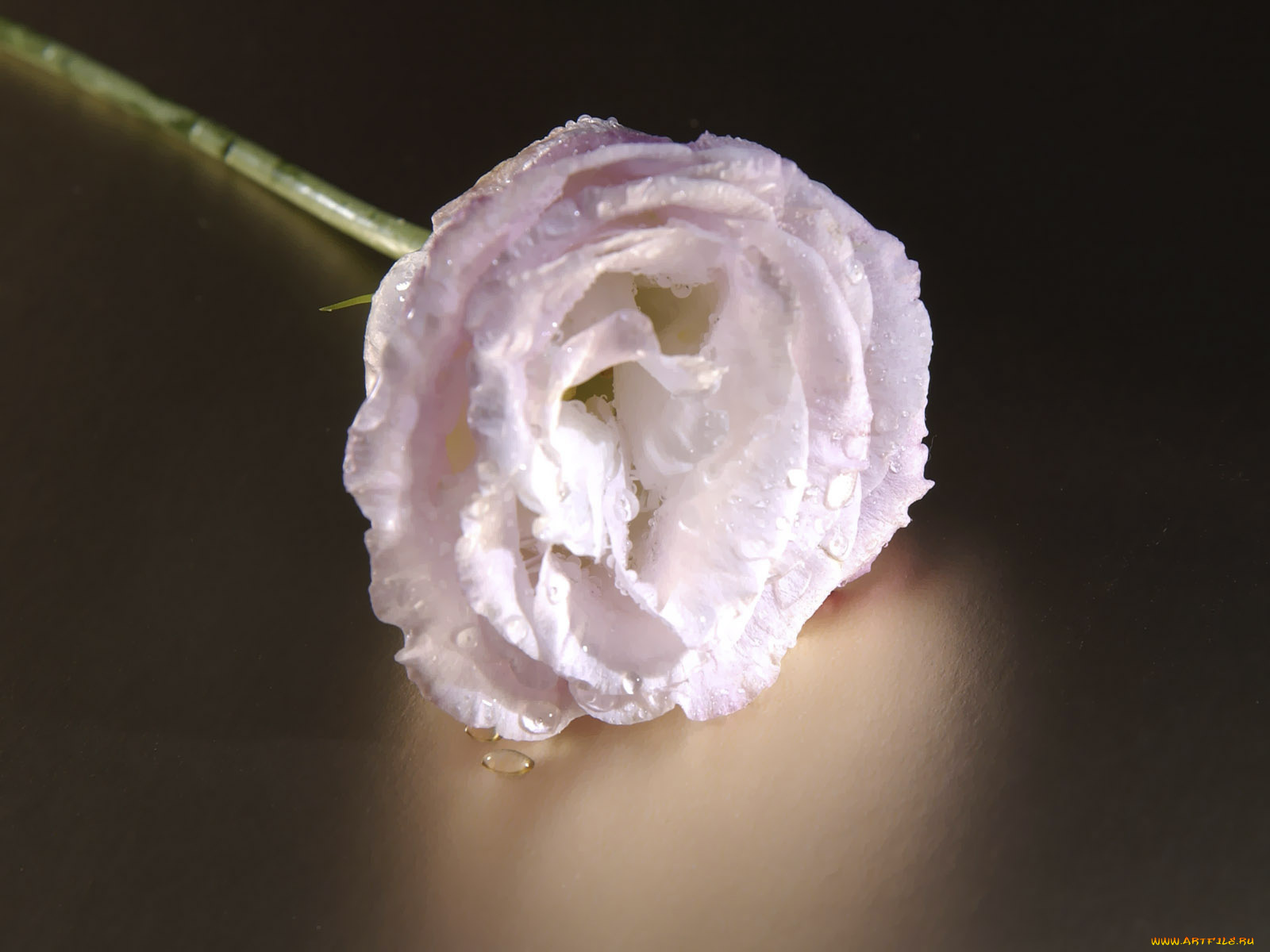 цветы, эустома