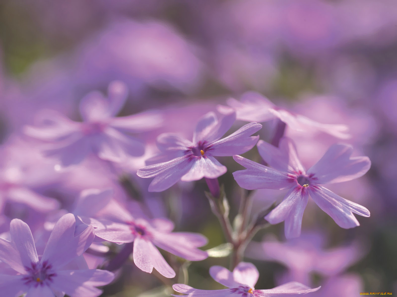 цветы, флоксы