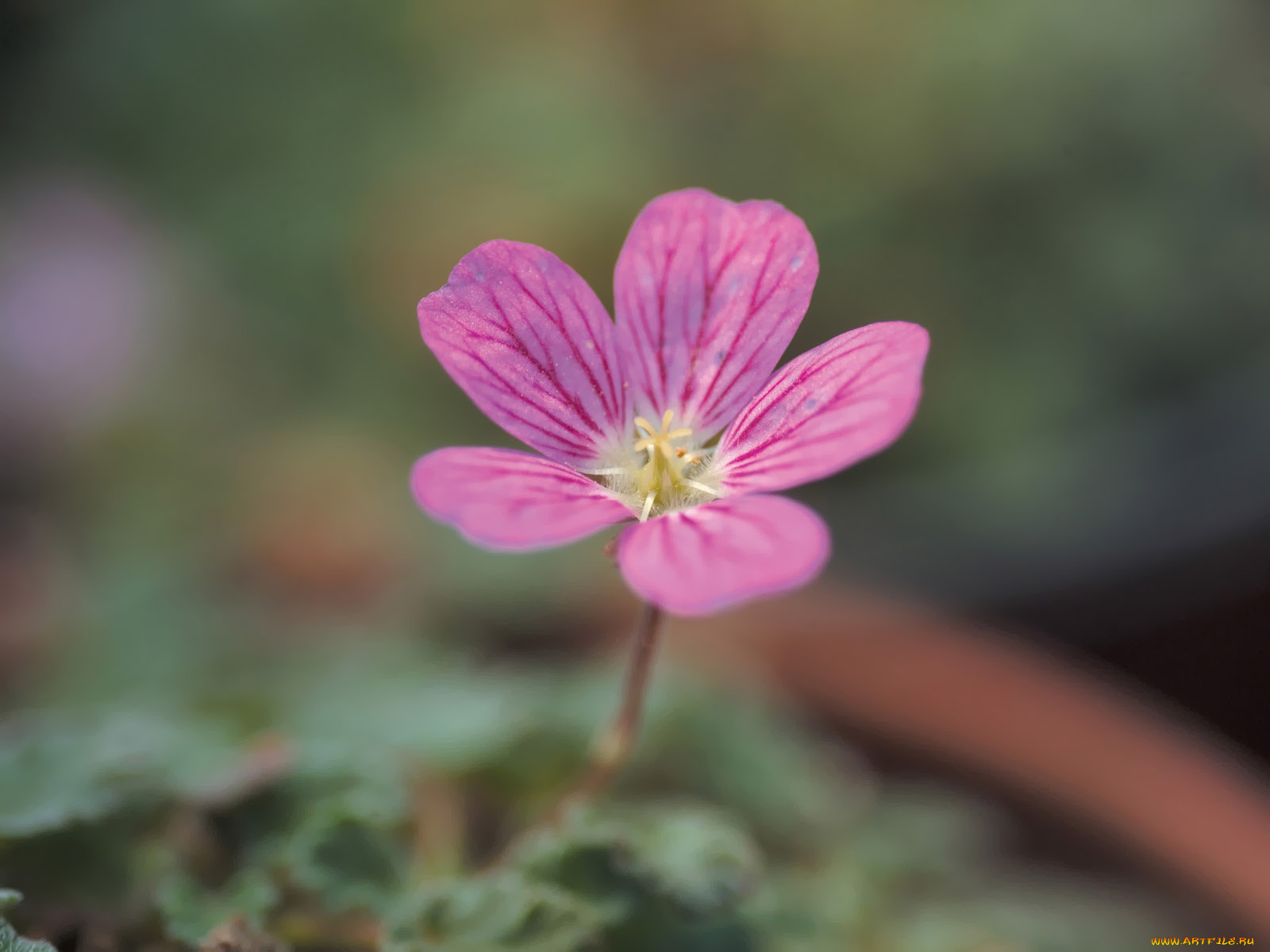 цветы, герань