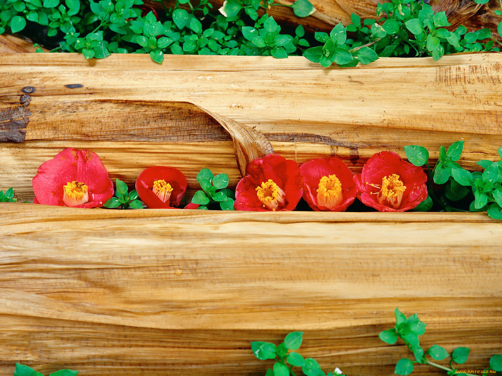 цветы, камелии