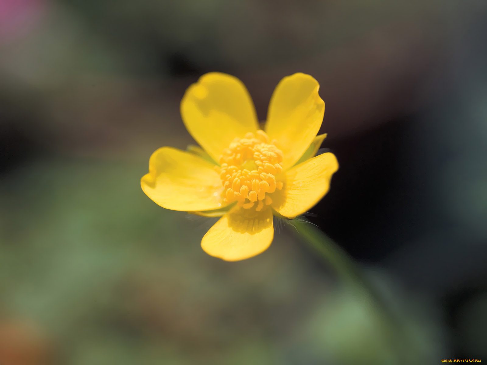 цветы, луговые, полевые