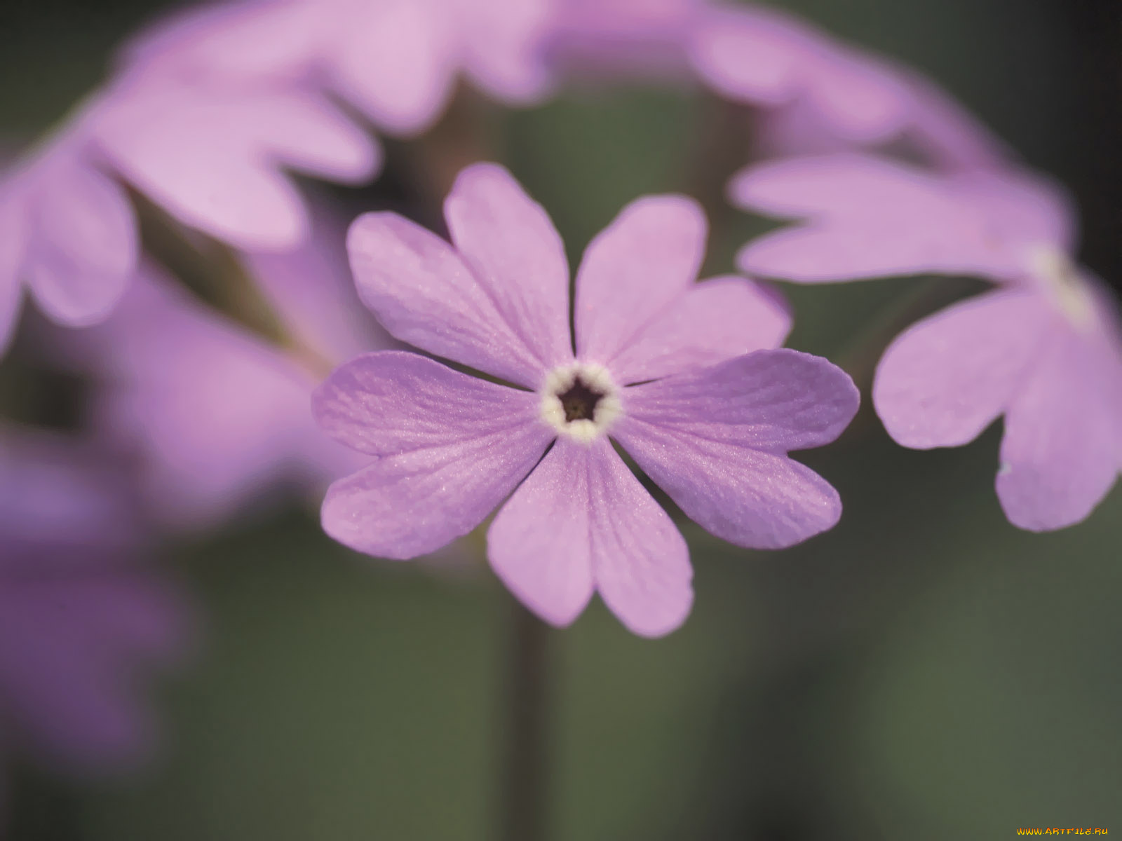 цветы, примулы