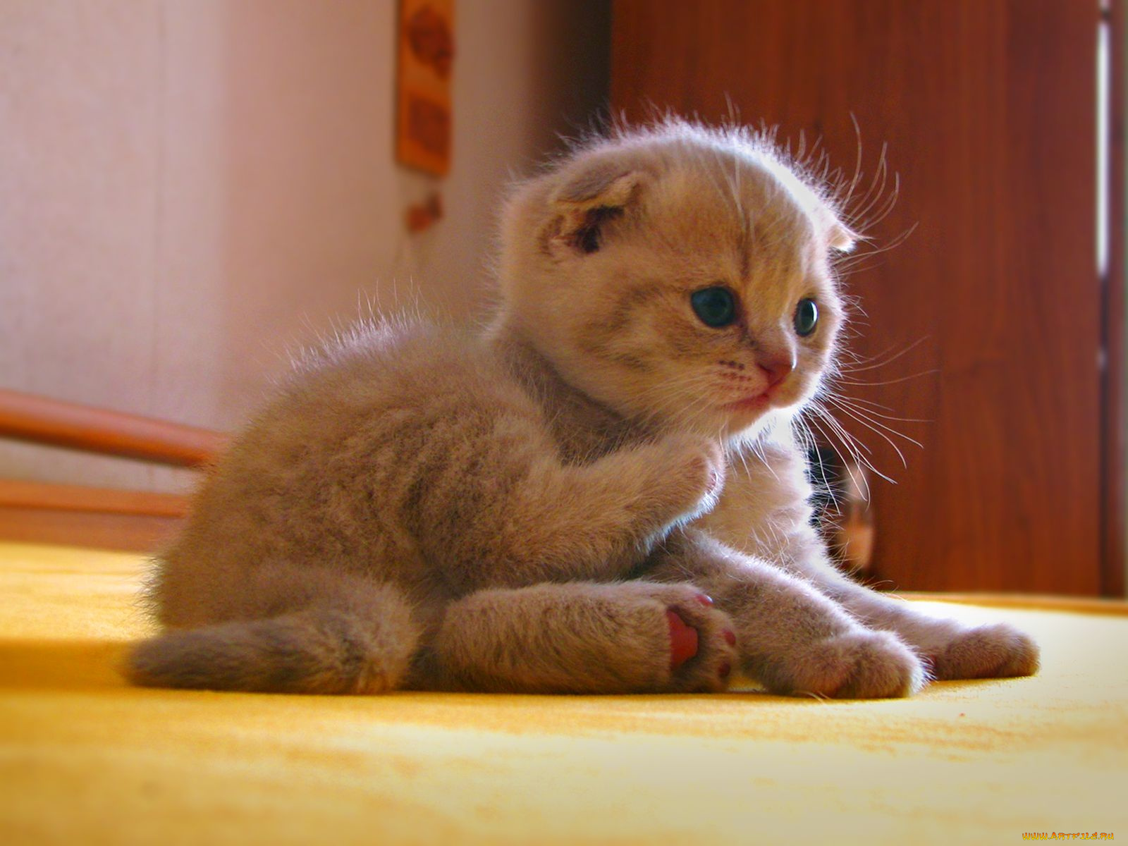 животные, коты